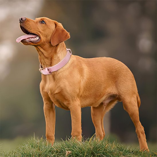 labrador blond  porte collier chien rose