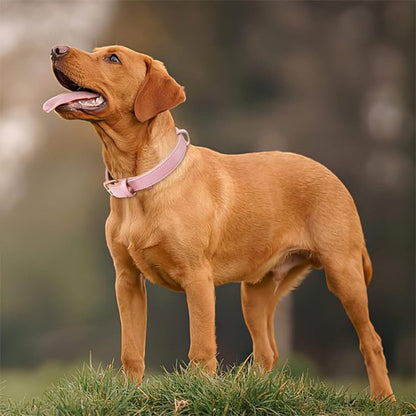 labrador blond  porte collier chien rose