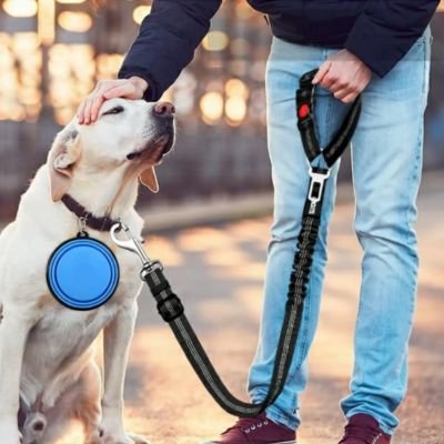 labrador blond retenu Ceinture de sécurité pour chien dehors