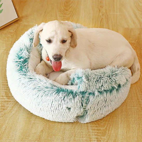 labrador couche sur le Panier chien