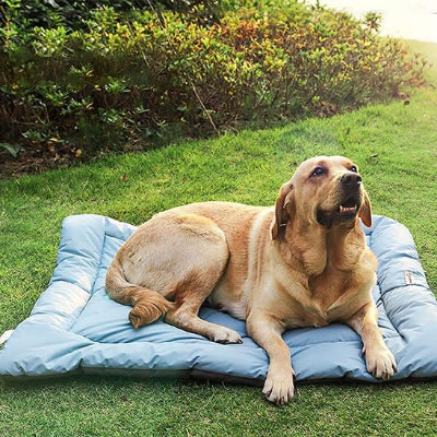 labrador couche sur Lit de camp pour chien dehors