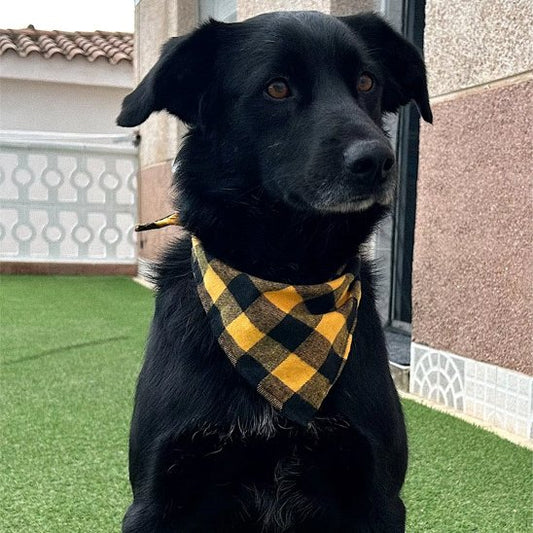 labrador noir portant Bandanas Chien est assis sur pelouse
