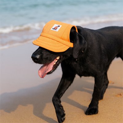 labrador noir porte Casquette pour chien​ sur la plage