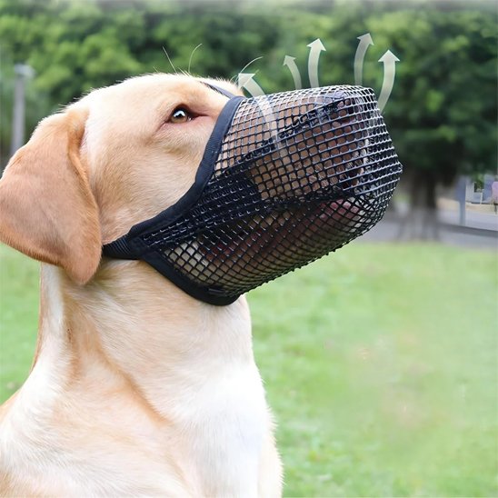 labrador portant Muselière chien attend sur pelouse