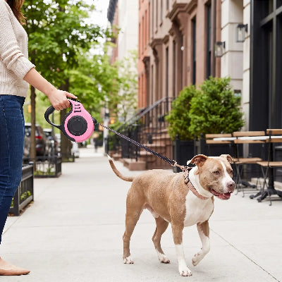 pitbull portant laisse pour chien marche en ville avec dame