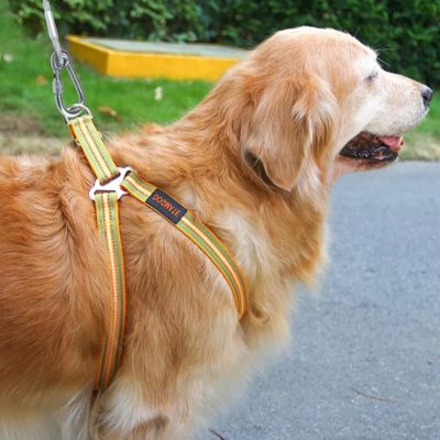golden retriever debout sur sentier de ciment retenu par laisse pour chien