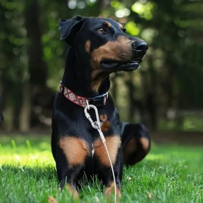 doberman noir et brun  couche sur gazon tenu par laisse pour chien