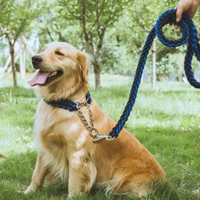 golden retriever assis dans un parc en laisse pour chien noir et bleu