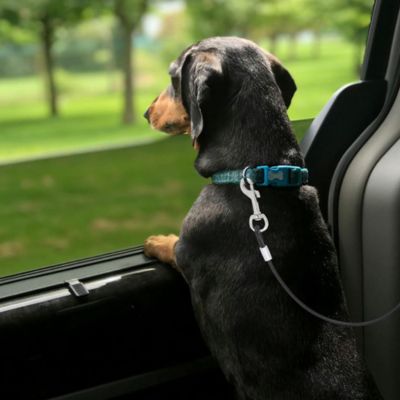 teckle noir debout  a la fenetre de voiture retenu par laisse pour chien