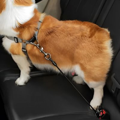 corgi debout sur banquette arriere de voiture retrnu par laisse pour chien