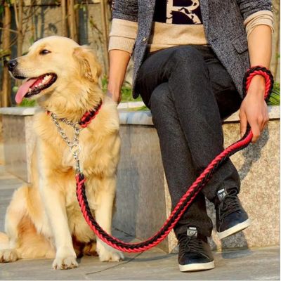 golden retriever portant laisse pour chien est assis av ec dame sur muret de ciment