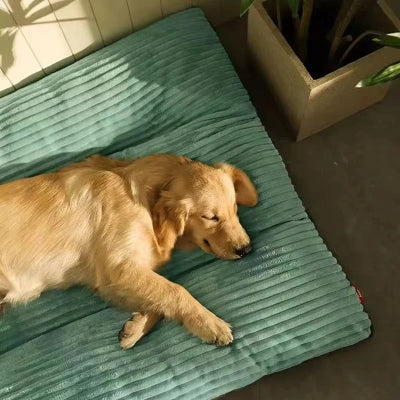 golden retriever dort au soleil  couche sur lit chien 
