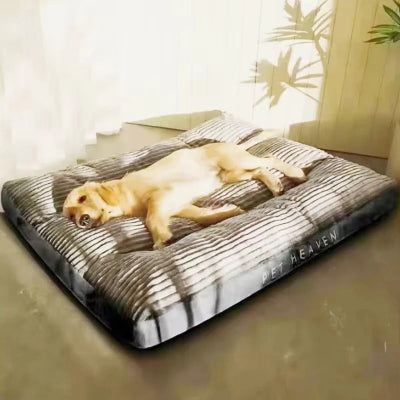 golden retriever dort au soleil  couche sur lit chien 