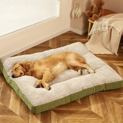 golden retriever dort au soleil  couche sur lit chien 