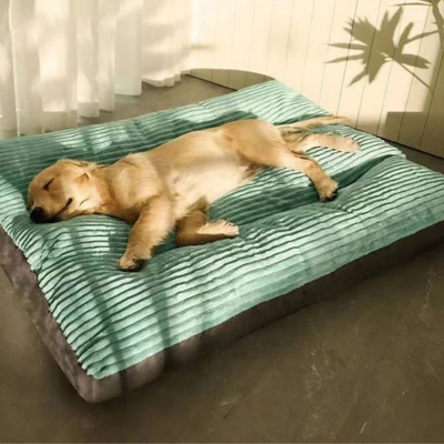 golden retriever dort au soleil  couche sur lit chien 