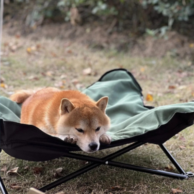 shiba inu couche sur lit de camp pour chien en camping
