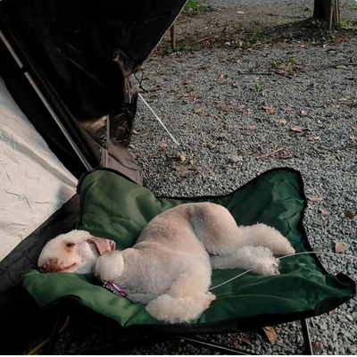 chien blanc couche sur lit de camp pour chien en camping