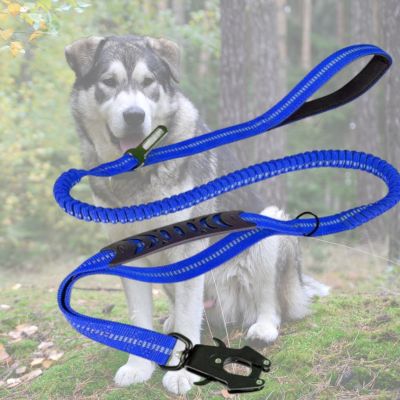longe pour chien bleue sur fond de malamute