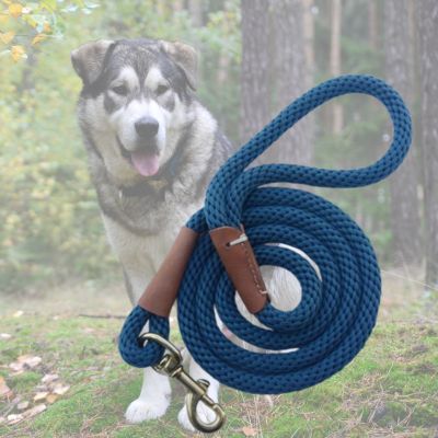 variante bleu de longe pour chien avec malamut en arriere plan 