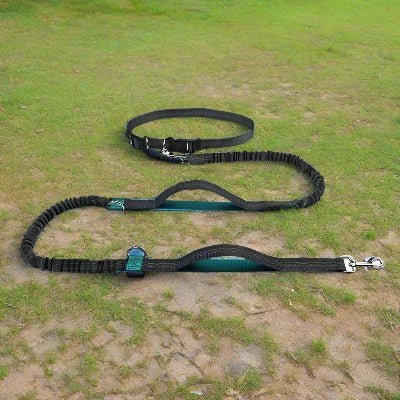 longe pour chien aqua sur gazon