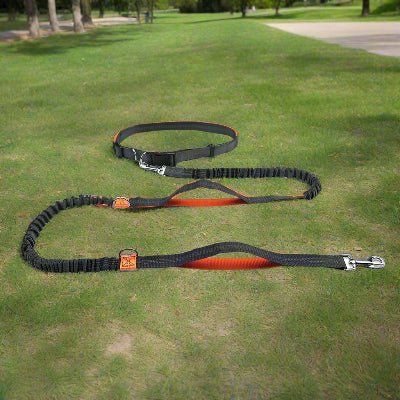 longe pour chien orange sur gazon