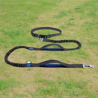 longe pour chien bleue sur gazon