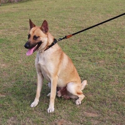 berger allemand tenu avec longe pour chien assis sur gazon