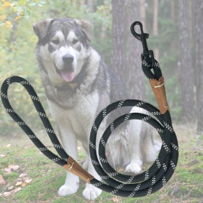 variante noire de longe pour chien avec malamute en arriere plan 
