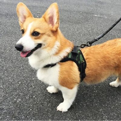 corgi avec longe pour chien sur 4 pattes sur rue asphaltee