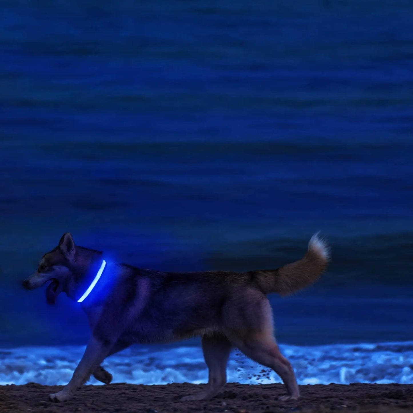 Bright Nite™ - Collier lumineux pour chiens