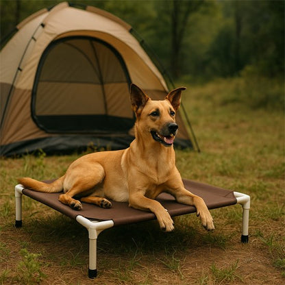 malinois couche sur Lit de camp Chien