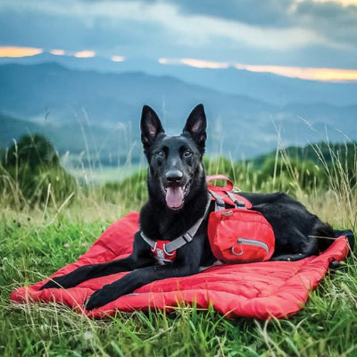malinois couche sur Lit de camp pour chien en campagne