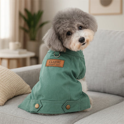 caniche gris assis sur divan gris portant manteau chien
