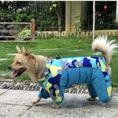 chihuahua portant manteau chien marche sur trottoir