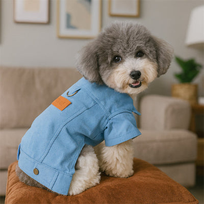 caniche gris assis sur coussin brun portant manteau chien
