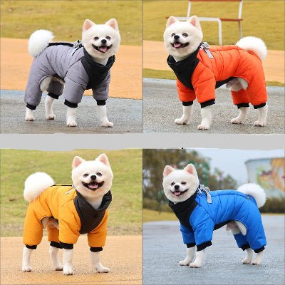 4 pomeraniens portent manteau pour chien