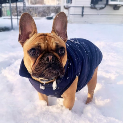 french bouledogue portant manteau pour hien bleu joue dans neige