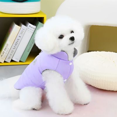 caniche blanc assis sur divan blanc avec manteau pour chien lavande