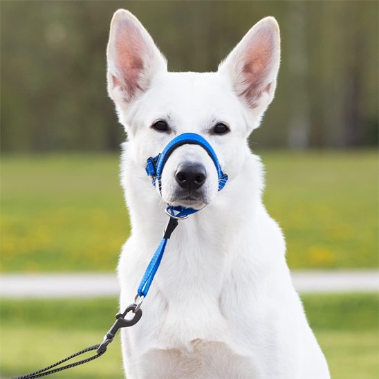 berger blanc suisse portant Muselière chien​ est dans champs