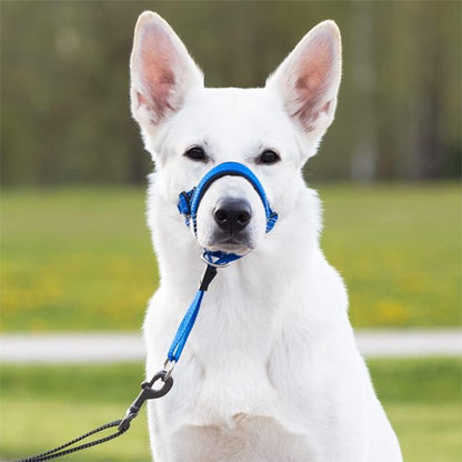 berger blanc suisse portant Muselière chien​ est dans champs
