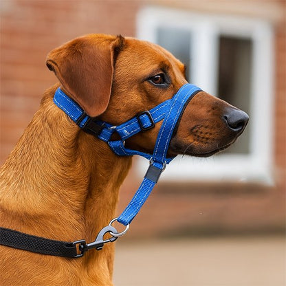 chien brun portant Muselière chien​ près de maison