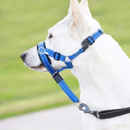 berger blanc suisse portant Muselière chien​ 