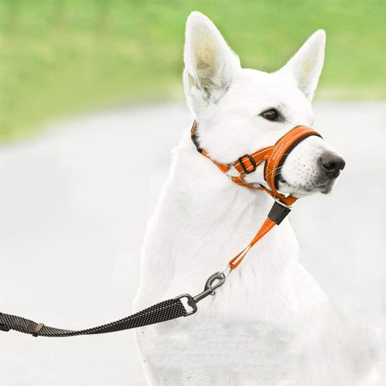 berger blanc suisse portant Muselière chien​ est en laisse