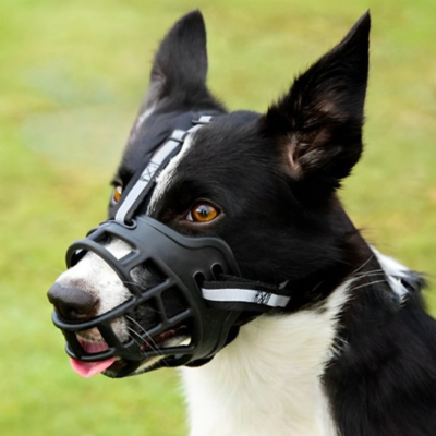 chien noir et blanc porte muselière noire sur pelouse