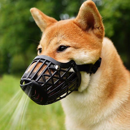 shiba inu portant Muselière pour chien noire