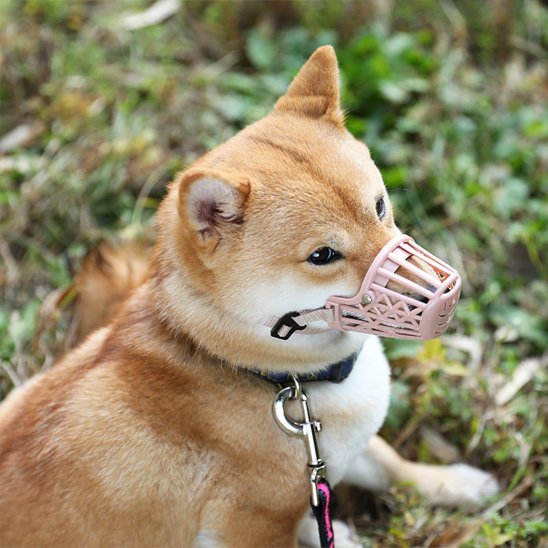 shiba inu portant Muselière pour chien est assis sur pelouse