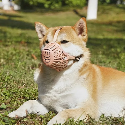 shiba inu portant Muselière pour chien est couché sur pelouse