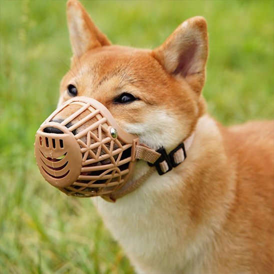 shiba inu portant Muselière pour chien rose dans champs