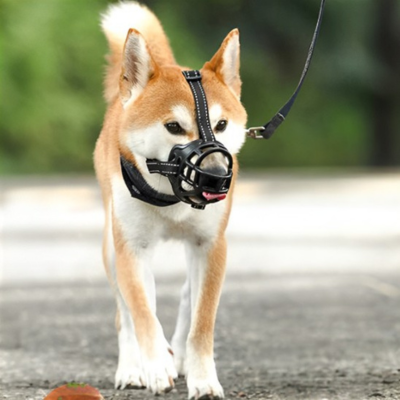 shiba inu porte muselière noire sur pelouse sur sentier