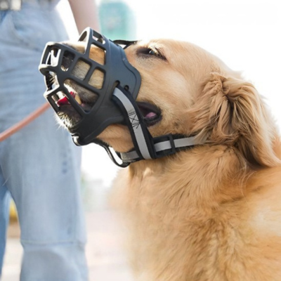 goledn retriever porte muselière noire avec homme